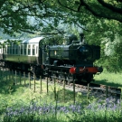 Pannier tank No. 9681 among the bluebells.