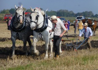 624_ploughing_festival_horses_142.jpg
