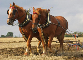 Bram_x_2_heavy_horses.jpg