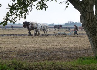 Horses_Ploughing_2_(70)1.jpg