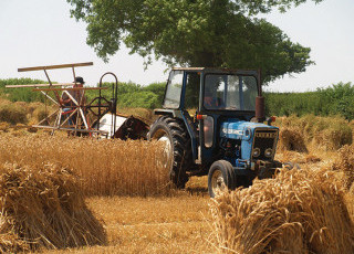 cutting-for-dorset.jpg